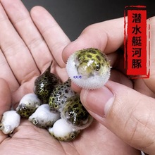 潜水艇金娃娃淡水小河豚活体宠物生气鼓肚子好养耐活热带观赏鱼