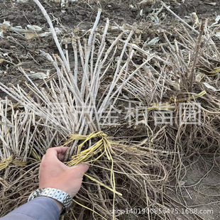 ���l����ѿ���� ����ѿС���ɽ���֞����^��ľ�|������ѿ