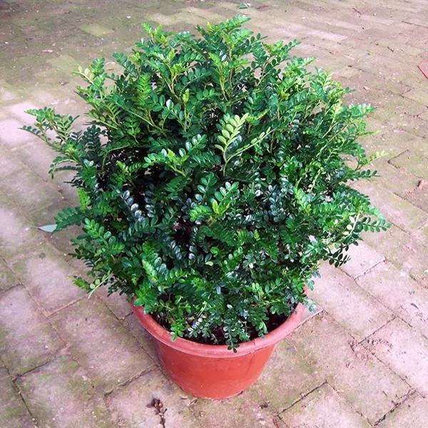 Аутентичный ароматный перец Древесина в горшке репеллент от комаров рассада травы Гидропонные растения старый ворс бонсай цветы жасмина комнатные и наружные зеленые растения