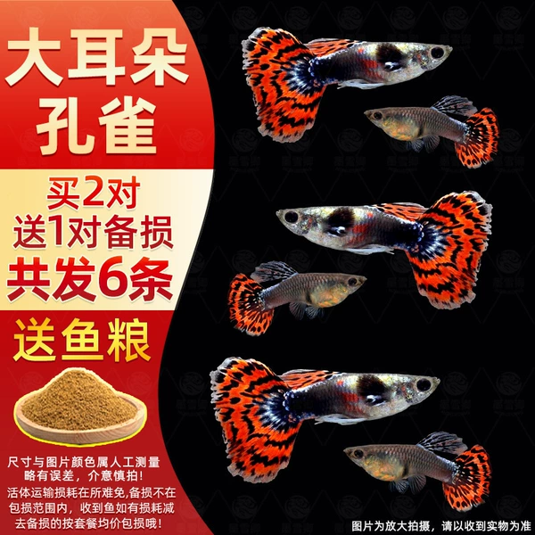 2 pairs of big-eared peacocks + 1 pair for loss, free fish food