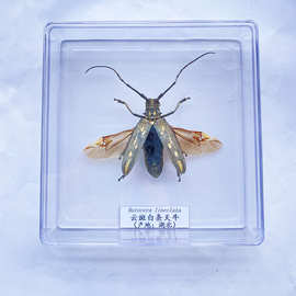 真虫小动物昆虫蝴蝶标本透明盒学生教学拍摄道具甲虫科普展示