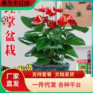 һ�����l�t�����Ԏ����������\���^����ֲ���҃Ⱥ��B�Gֲ�ļ��_��