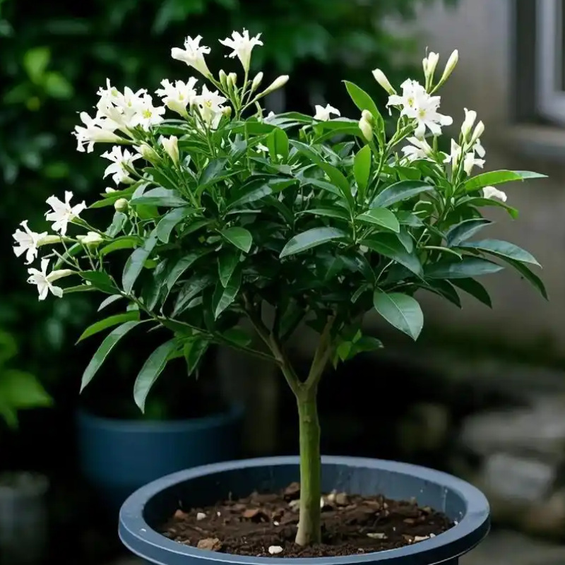 浓香夜来香花树苗九里香夜来香盆栽绿植花卉植物室内花苗当年开花