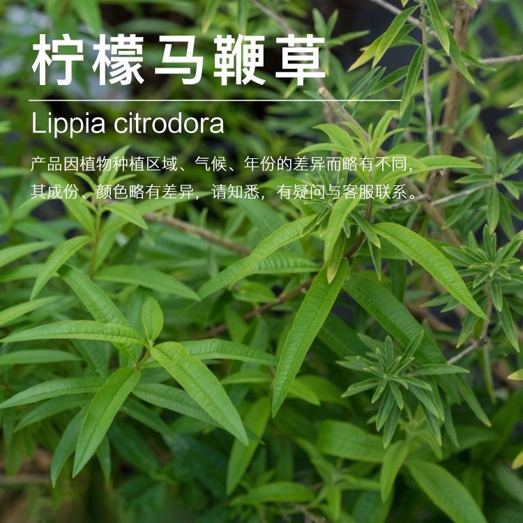 ��Ʒ5ml/ƿ  ���޲� �������޲ݾ���С����Ӧ ��ӭ��ѯ�������