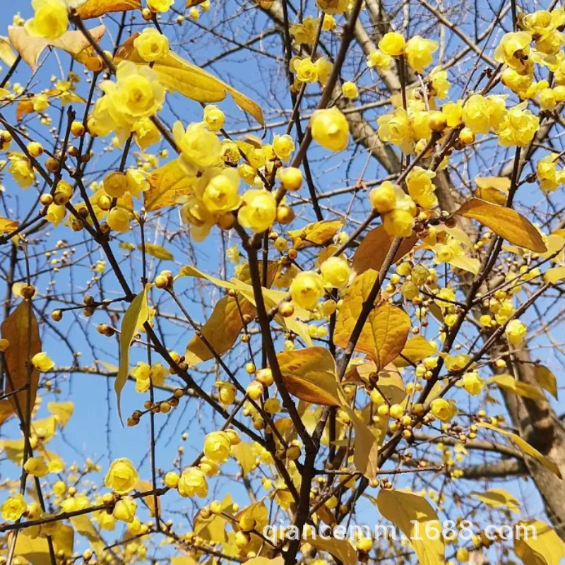 Кластер снабжения питомников Проект рассады винтерсладкой Рассада Цветение сливы Рассада цветения сливы в горшках в год с большой скидкой на цветение