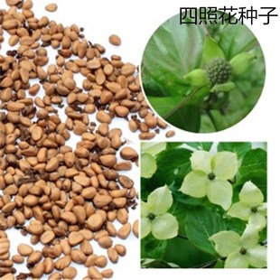 ɢ�b�²����ջ��N�� ���ջ� ɽ��֦ʯ�� ��÷ �u��ӾG����N