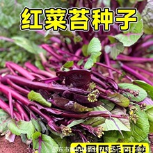 �t��̦�N���ļ��̨ͥԺ�߲˷N�Ӳ���ʮ�¼t�ϲ�̦��ͥ�Nֲ�r����