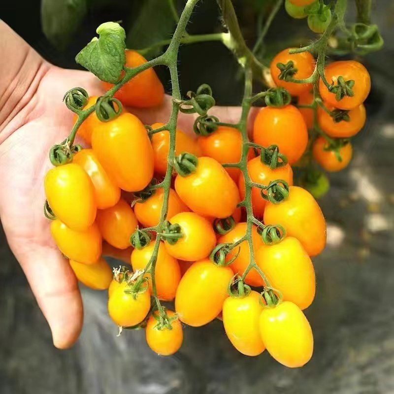 6 yellow saint tomato seedlings
