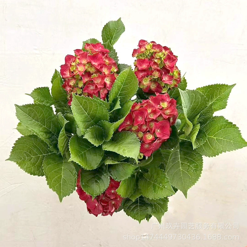 Гортензия Маленькие и средние Горшечные растения Комнатные и уличные цветы Зеленая посадка Балкон Двор Цветочная Кровать Цветочное Зеркало Озеленение Цветы