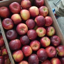 新鲜采摘东北龙丰果大秋果海棠果小苹果沙果孕妇新鲜水果甜酸批发