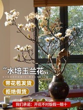 水培植物白玉兰花鲜枝带花苞珍珠李鲜枝室内桌面吊钟绿植好养花卉