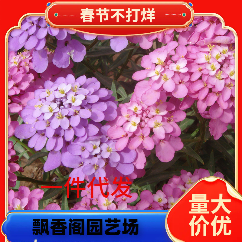 Dropshipping Bee Room Flower Seed Grass Can Be Sown in All Seasons Easy to Grow Indoor Balcony Potted Garden Plants Simple Flower Sea