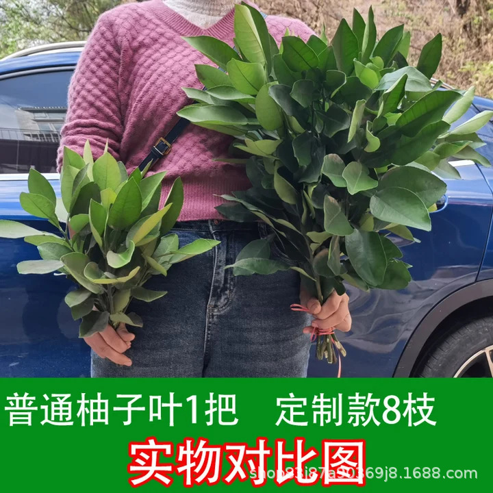 Fresh Grapefruit Leaves with Branches, Free Shipping, for Good Luck, New Home, Good Fortune, Good Luck after Prison, Pure Leaf Bath Fresh Grapefruit Leaves with Branches, Free Shipping, for Good Luck, New Home, Good Fortune, Good Luck after Prison, Pure Leaf Bath
