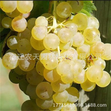 ױ쳿јmƷN烞|ϷNֲͺ