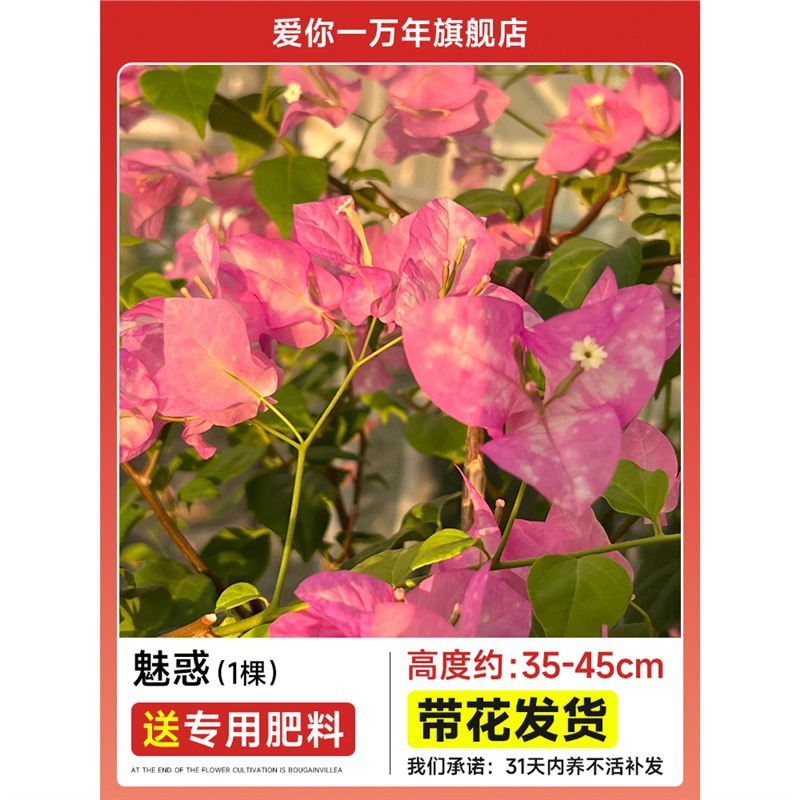 부겐빌레아 : 매력적인 묘목 [꽃과 함께 배송] + 비료