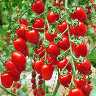 Red Cherry Tomato Seeds Cherry Tomato High-Yielding Vegetable Tomato Seeds Potted Yellow Cherry Tomato Vegetable Seeds