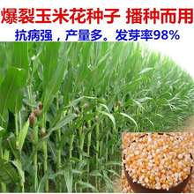 爆花玉米种子爆米花种子爆裂小玉米种籽高产早熟甜脆可口四季播种