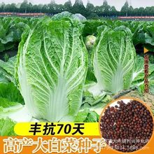 �S��70��ײ˷N���＾�߲���������͸ߜ���ꖰײ��͟�˴���N��