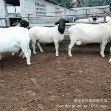 杜泊绵羊养殖场杜泊绵羊多胎怀孕母羊种羊育肥羊养殖前景怎么样