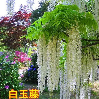 四季开花盆栽绿植紫藤树苗攀援爬藤植物庭院阳台盆栽耐寒紫藤萝