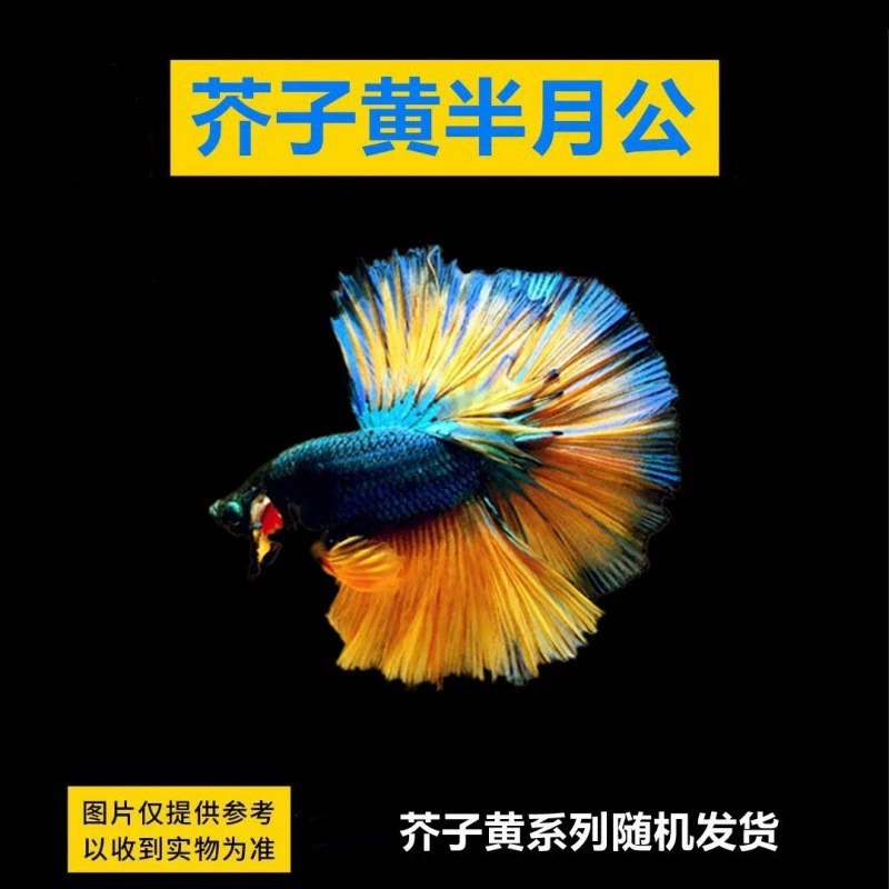 Таидоуй живые tropical ornamental fish Lion King Wedding fish Half Moon Male Fish Horsetail Night Market Stand Интернет-знаменитость оптом
