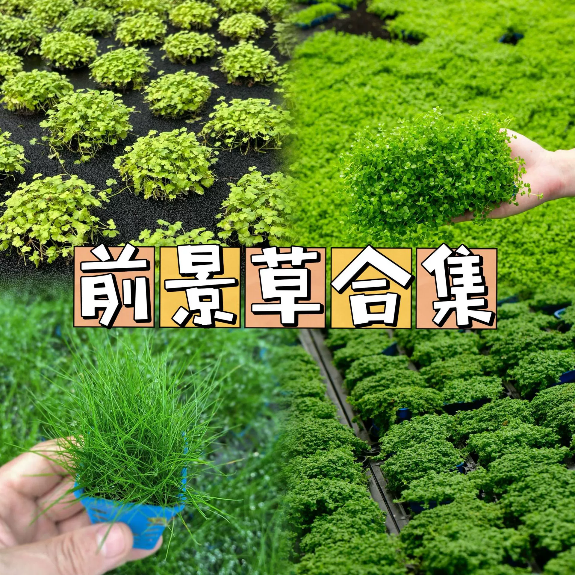 Отрицательный прогноз Водяная трава аквариум