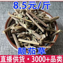 颠茄草 美女草 别拉多娜草 颠茄批发代发