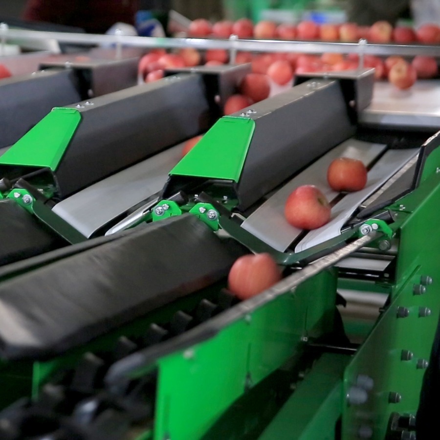 富士 水果电子分选机 高精度水果分选机设备全自动水果分选机