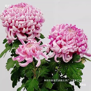 �վ�����¾ջ����ջ����Ԏ�ǧ�҃Ȼ��ܾջ����ļ��ļ��_��