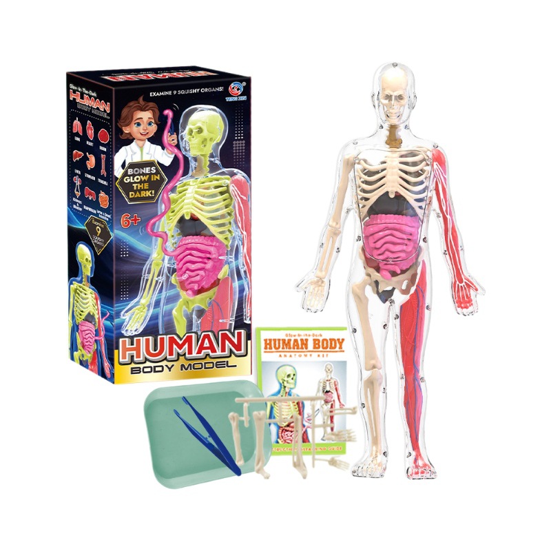 Educación temprana órganos humanos modelo esqueleto conjunto de ciencia y educación para estudiantes de primaria y secundaria DIY ensamblaje infantil puzzle juguete luz nocturna