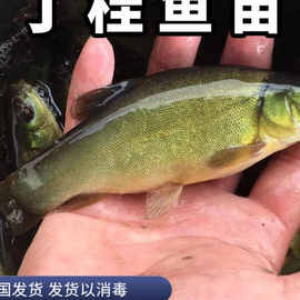 浙江红色丁桂鱼苗丁贵鱼丁岁鱼须岁鱼欧洲丁穗鱼淡水鱼苗养殖淡水