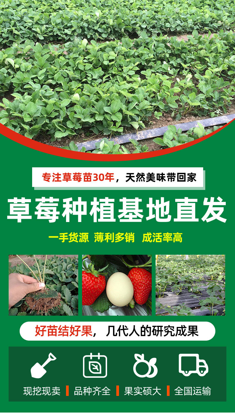 草莓苗_01.jpg