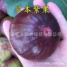 盆栽;种子;树苗