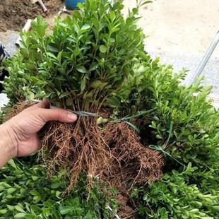 Evergreen Holly Seedlings Outdoor Evergreen Greening Seedlings Small-Leaf Melon Seeds Hokkaido Boxwood Seedlings Courtyard Hedge Saplings