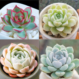 ֲtʯ¶F؛܈@ˇԾGֲ҃ȶƴPһԴ