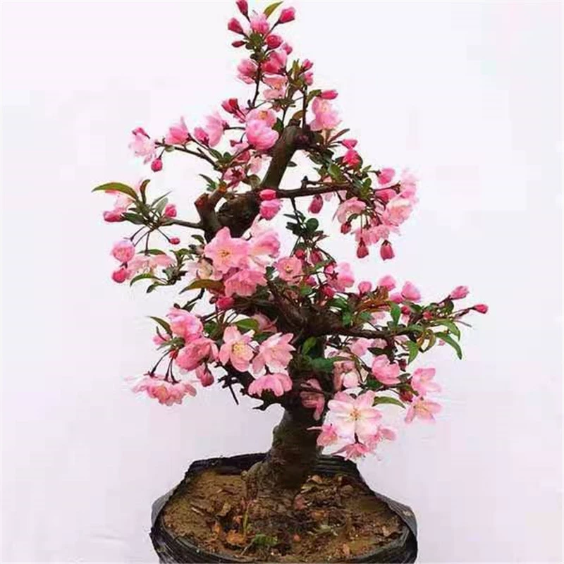 В форме железного стебля Бегония цветок в горшке саженец бонсай старый ворс Япония Сифу двор зеленое растение Комнатные цветы Бесплатная доставка