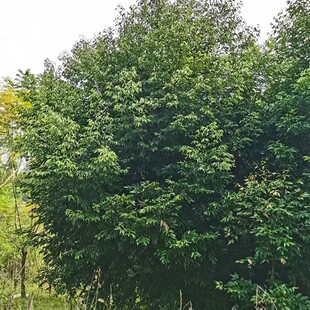 �ɶ����ù�������ù��������ù����l���ù��������ù��N�����ù�