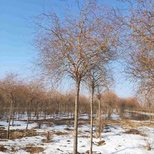 ����������Ƥ����z��ͥԺ��·ռ�ع��̾G����ľ�S��������������