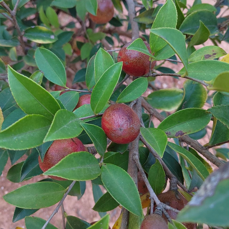 江西油茶籽鲜果大果红果