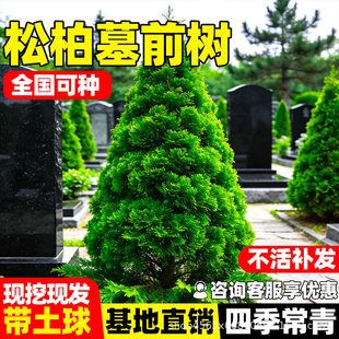 �ɰ�Ĺǰ���牞��ͥԺ�����ļ�����G��������̖��ľ�е��L����