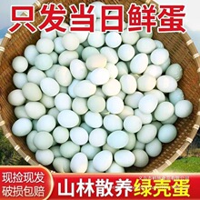 批发价50枚乌鸡蛋绿壳新鲜现捡现发正宗土鸡蛋自笨鸡蛋柴鸡蛋