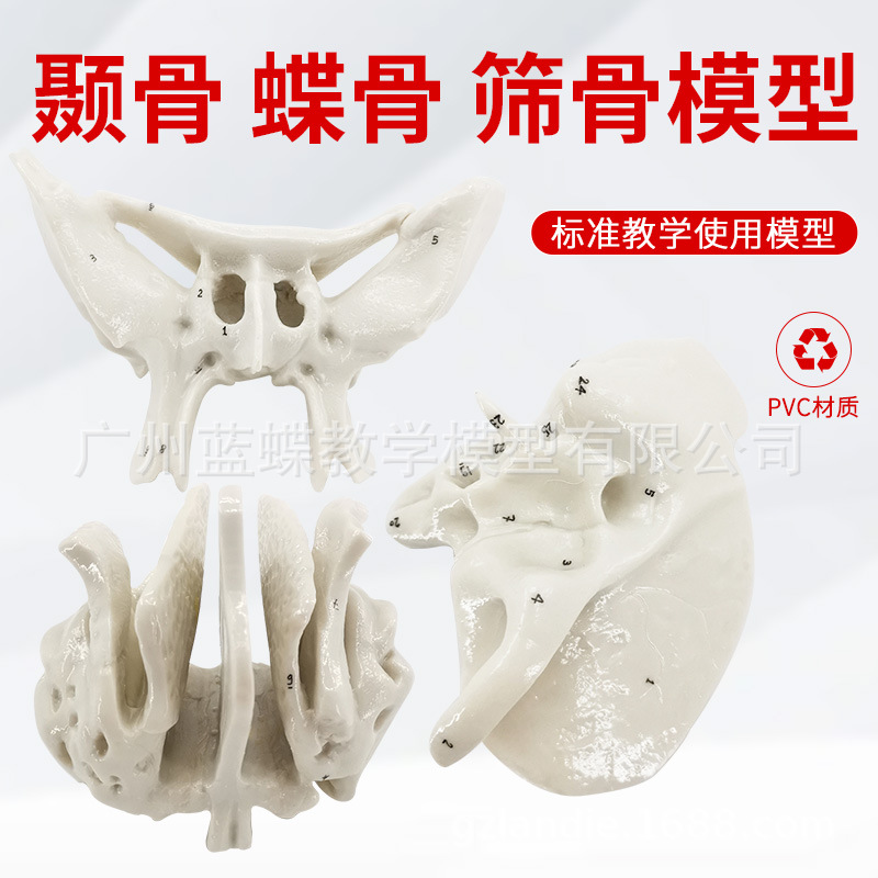 �ǵ���ɸ�ǷŴ����ģ�� �����������ģ�� �ǿ�ҽѧ�����̾�