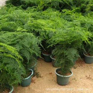 �������� �����辰���ܾGֲ �k�����̨ˮ�������ͺ�ֲ��