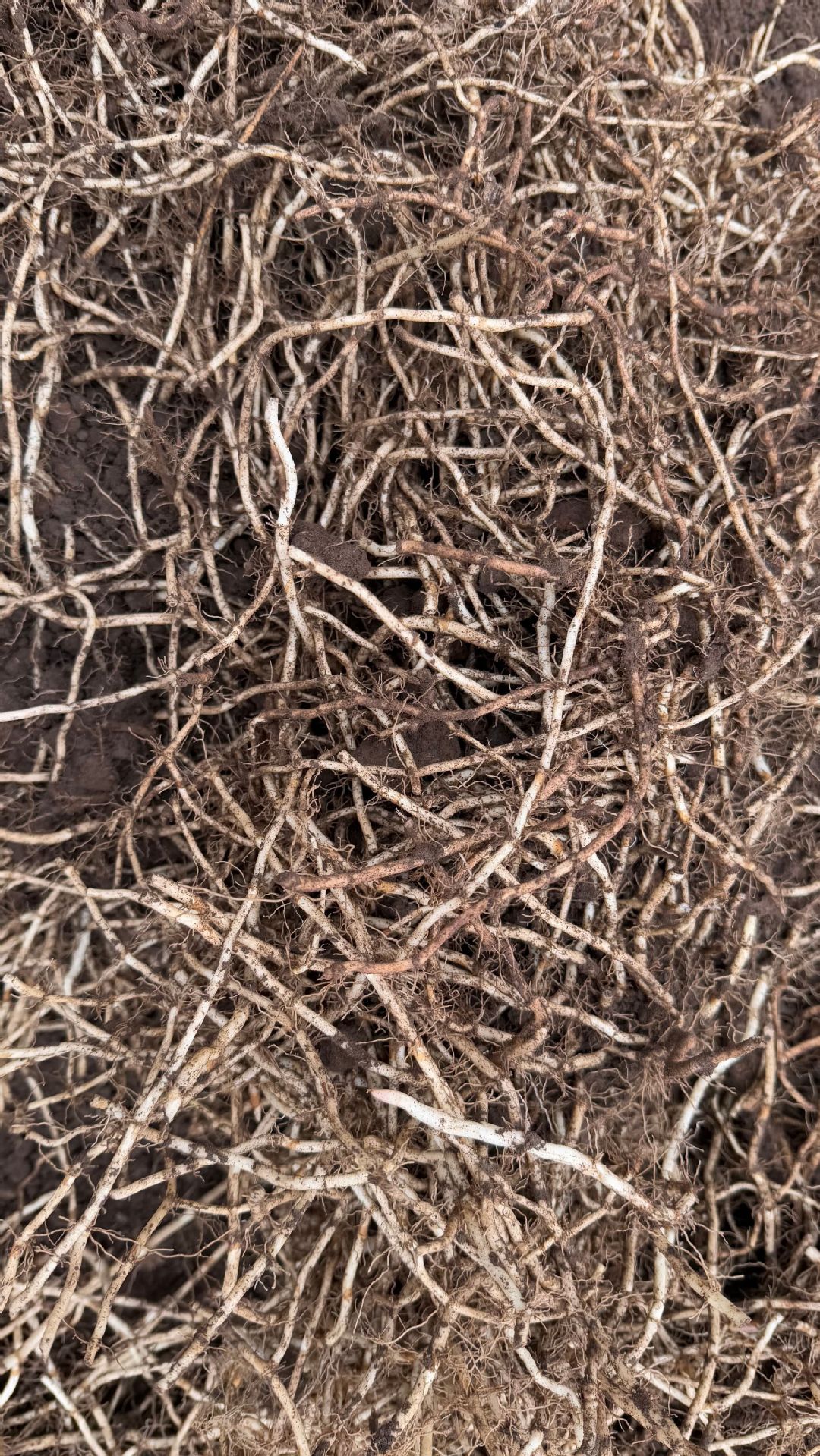 鱼腥草种植2 (20).jpg