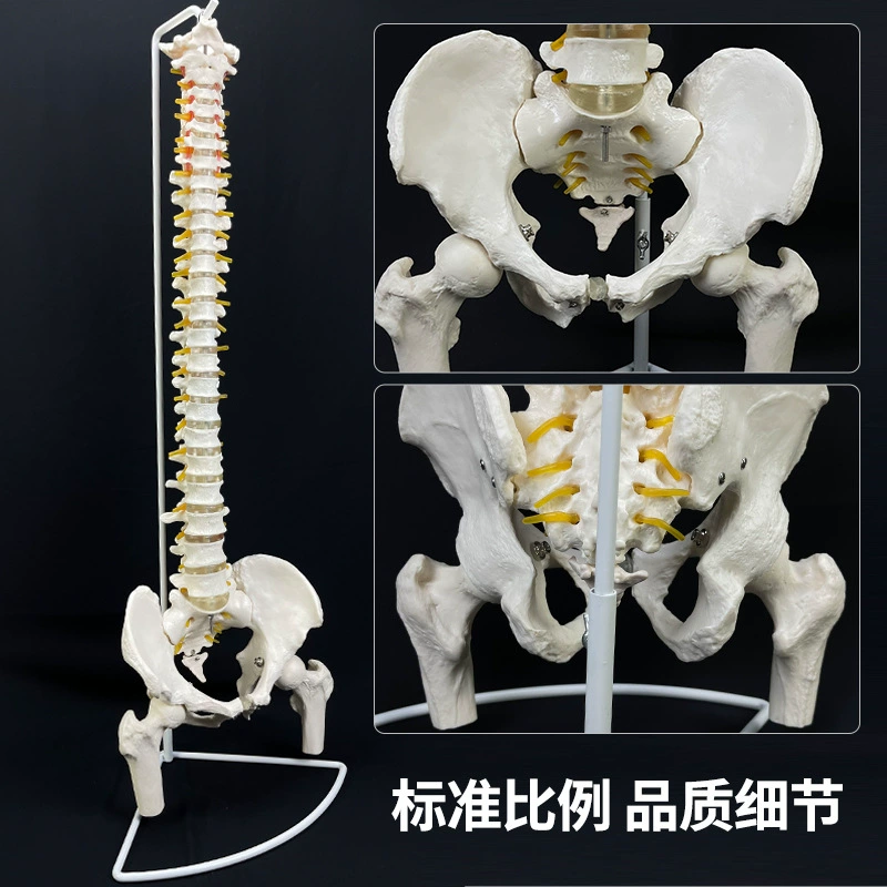 Physiological realistic removable skeleton, medicine toy, human bone