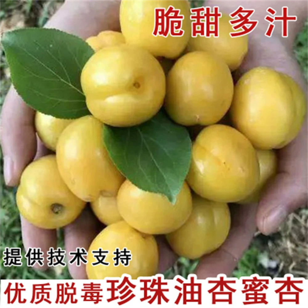 Абрикосовое дерево Сеялка Гигантский медовый король Прививка абрикоса Очень большая рассада сладкого абрикоса Садовая посадка в горшках на юге и севере Итоги посадки года