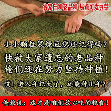 （老人坚持种植的老品种笨绿豆）山西农家自种小小颗粒绿豆可发芽