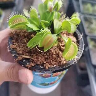 Flytrap Potted Insectivorous Plant Mosquito Repellent Grass Seedling Succulent Plant Venus Flytrap Green Plant Flower