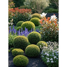 ���ֲ������ͥԺ���@���仨�@�c�Y����ֲ������Gֲ�^�p����ֲ��