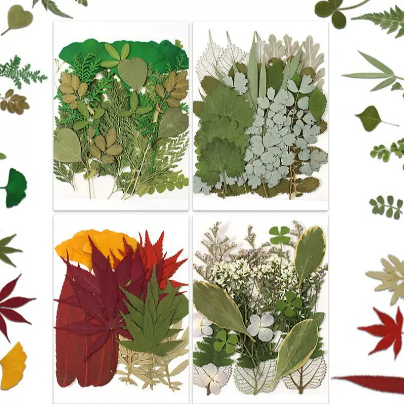 绿叶组合真树叶干花diy材料包手工真花压花植物标本装饰手作21片